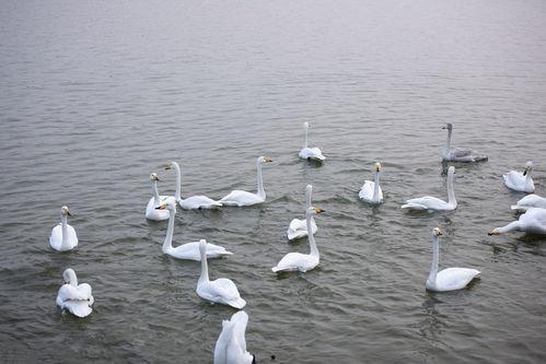 天鹅湖景区爆料信息最新,冬日浪漫之旅即将启幕