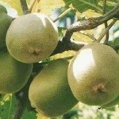 猕猴桃最新爆料视频,最新爆料视频带你领略奇异果新风采